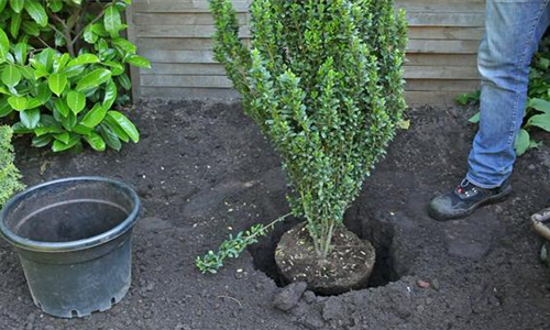 Stechpalme - Einpflanzen im Garten