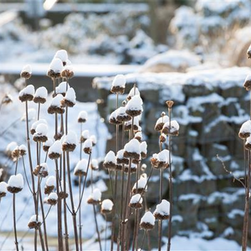 Stauden vor Frost schützen