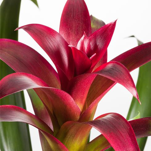 Bromelien, eine Leidenschaft für sich 