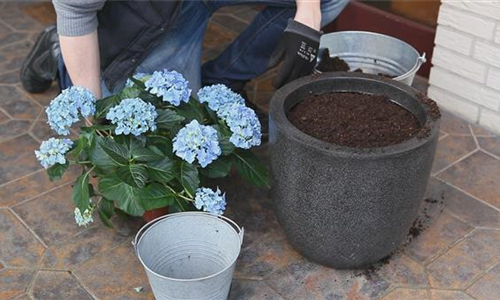 Hortensien - Einpflanzen in ein Gefäß