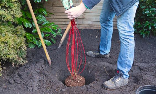 Hartriegel - Einpflanzen im Garten