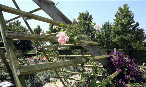 Gartengestaltung - Rosengarten