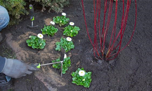 Gänseblümchen - Einpflanzen im Garten