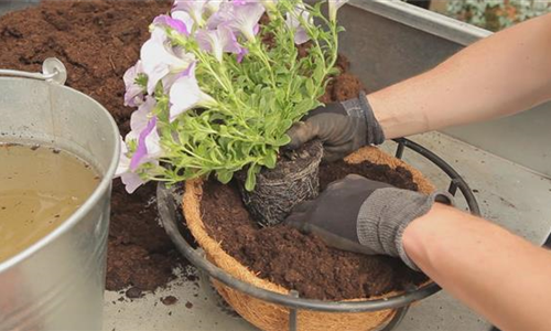 Hanging Basket - Bepflanzen