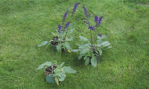 Salbei - Einpflanzen im Garten