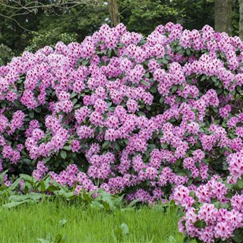 Ein Rhododendron-Spezial