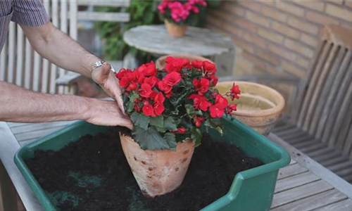 Blumenkübel - Bepflanzen mit Sommerblumen