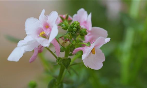 Elfensporn - Einpflanzen in ein Gefäß