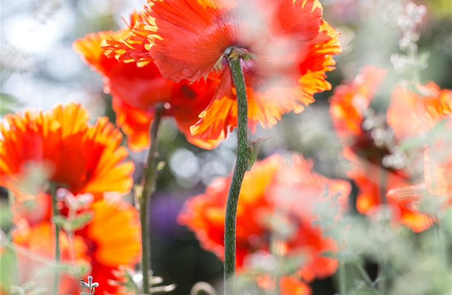 Die Top 8 der Sommerblumen