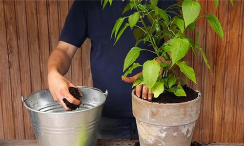 Paprika - Einpflanzen in ein Gefäß