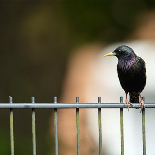 Gartenzäune und Co