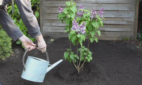 Flieder - Einpflanzen im Garten