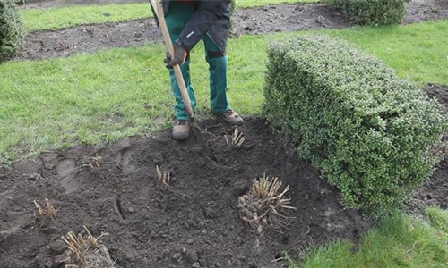 Dahlien - Einpflanzen im Garten