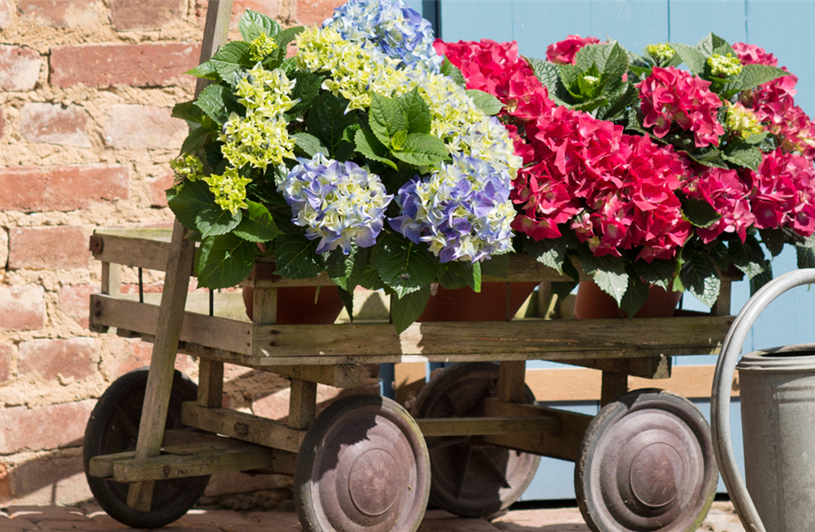 Gartentipps im August