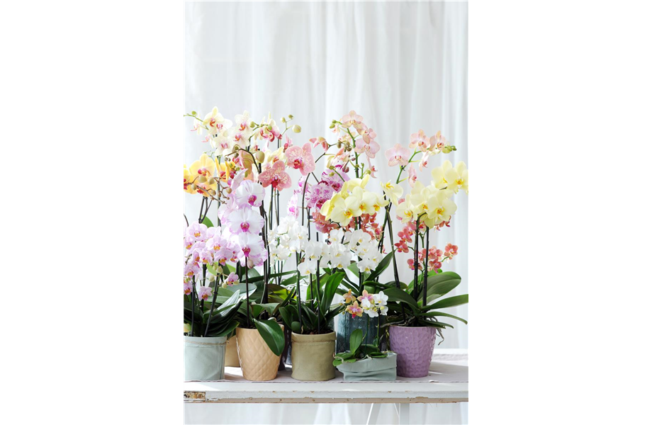 Pflanze des Monats Januar: Phalaenopsis