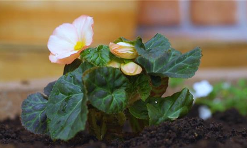 Knollenbegonie - Einpflanzen im Garten