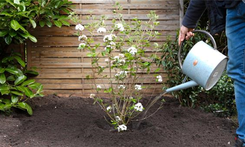 Osterschneeball - Einpflanzen im Garten