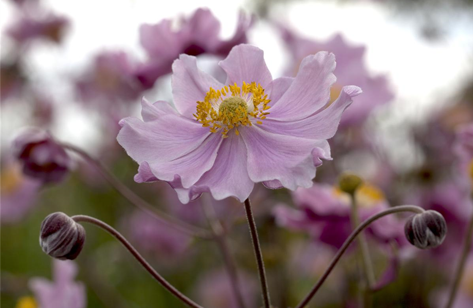 Juli 2019: Anemone